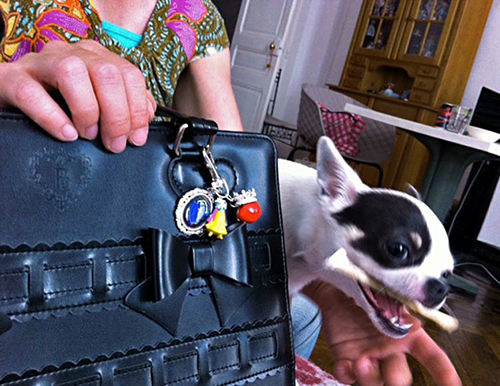La sac de Stéphanie avec son Chihuahua